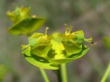 Euphorbia agraria. Соцветия-циатии. Крым, Севастополь, степь в окр. Караньской балки. 10 мая 2012 г.