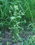 Halenia corniculata. Цветущее растение. Иркутская обл., окр. Иркутска. 20.07.2007.