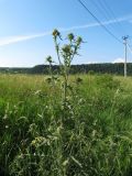 Cirsium vulgare. Верхушка расцветающего растения. Вологодская обл., Великоустюгский р-н, урочище Опоки, правый берег р. Сухона, надпойменная терраса, край луга у дороги. 06.07.2013.