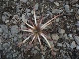 Taraxacum officinale