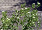 Arenaria uralensis