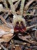 Asarum europaeum