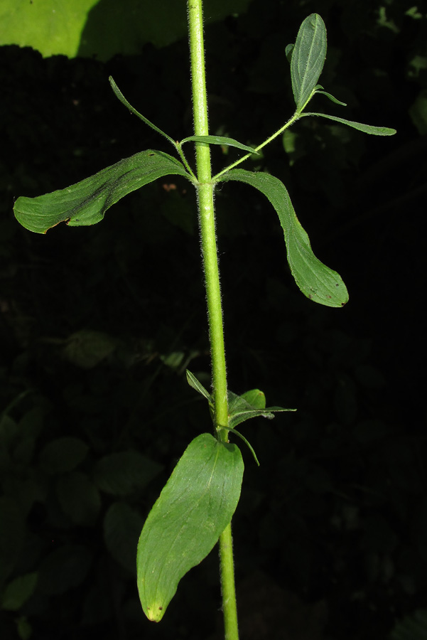 Изображение особи Hypericum hirsutum.