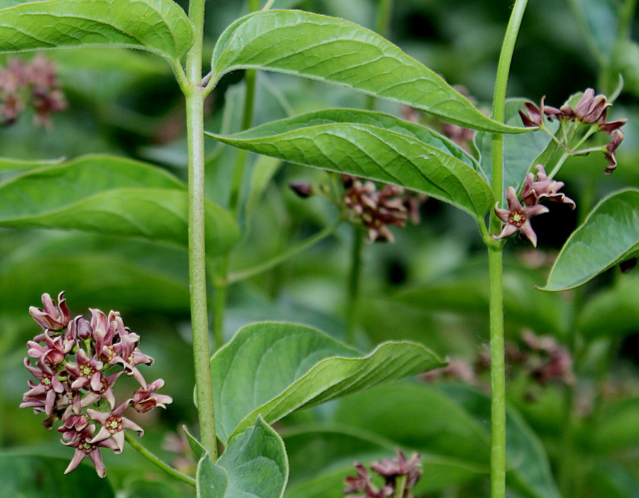 Изображение особи Vincetoxicum rossicum.