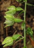 Epipactis leptochila. Часть соцветия. Крым, Байдарская долина, окр. с. Родниковское, дубово-грабинниковый лес. 16 июля 2015 г.