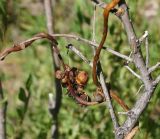 Cuscuta lupuliformis