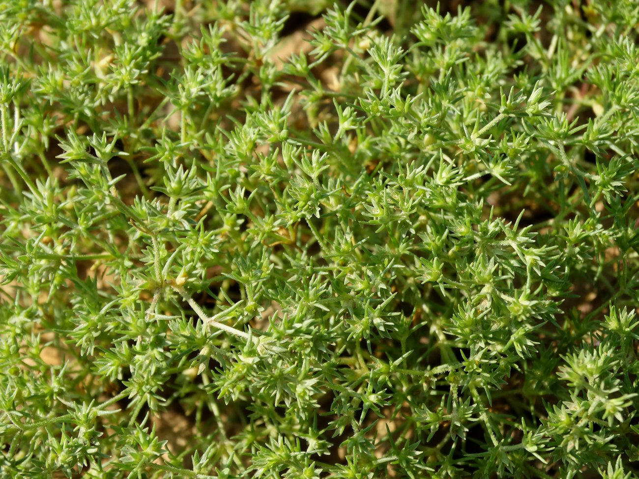 Image of Scleranthus annuus specimen.