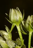 Swertia veratroides