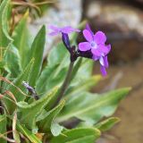 Primula turkestanica