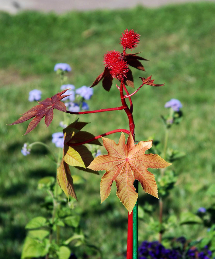 Изображение особи Ricinus communis.