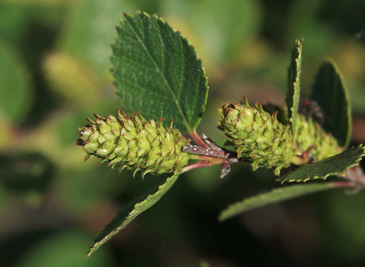 Изображение особи Betula ovalifolia.