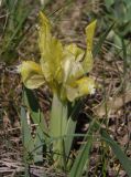 Iris pumila