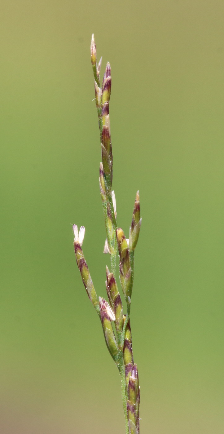 Image of genus Puccinellia specimen.