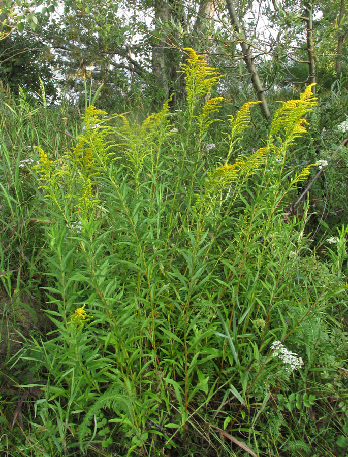 Изображение особи Solidago canadensis.