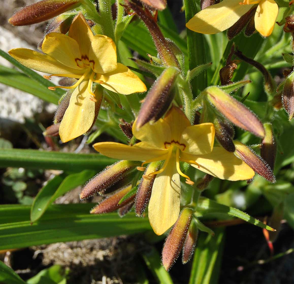Изображение особи Wachendorfia paniculata.