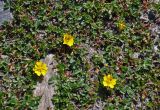 genus Potentilla. Побеги с цветками. Таджикистан, Фанские горы, перевал Алаудин, ≈ 3700 м н.у.м., каменистый сухой склон. 05.08.2017.