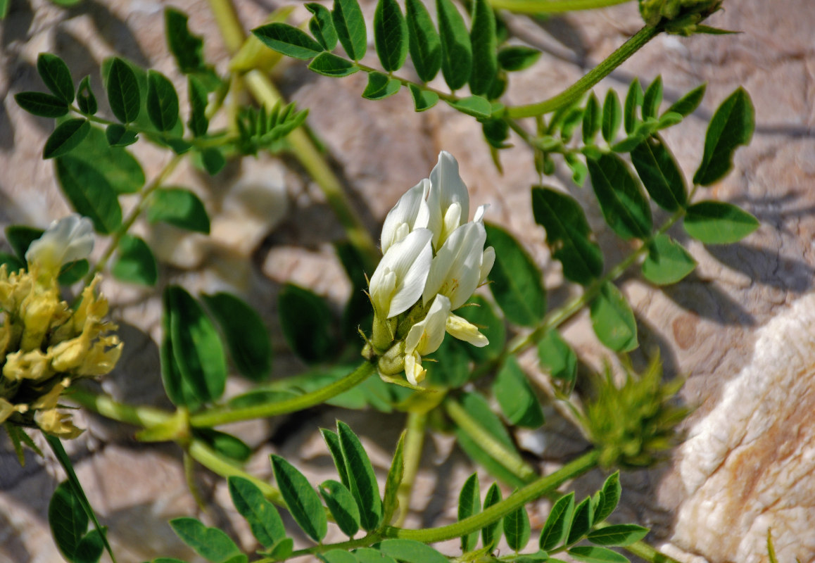 Изображение особи Astragalus freynii.
