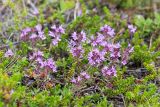 Thymus subarcticus. Цветущие растения в вороничной тундре. Кольский п-ов, Кандалакшский берег Белого моря, каменистая коса, воронично-кустарничковая тундра. 21.07.2017.