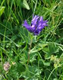 Campanula trautvetteri. Цветущее растение. Грузия, Казбегский муниципалитет, средняя часть долины Чаухицхали, ≈ 2600 м н.у.м, луг. 01.08.2018.