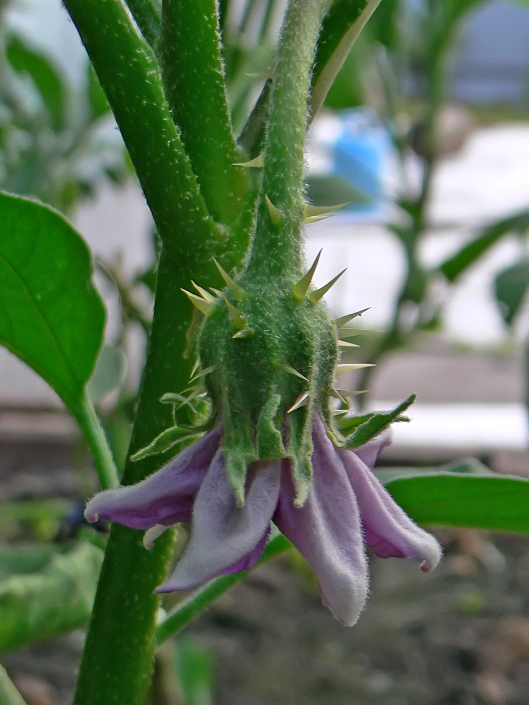 Изображение особи Solanum melongena.