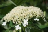 Hydrangea arborescens. Соцветие ('White Dome'). Кировская обл., г. Киров, Ботанический сад Вятского государственного университета, в культуре. 31.07.2018.