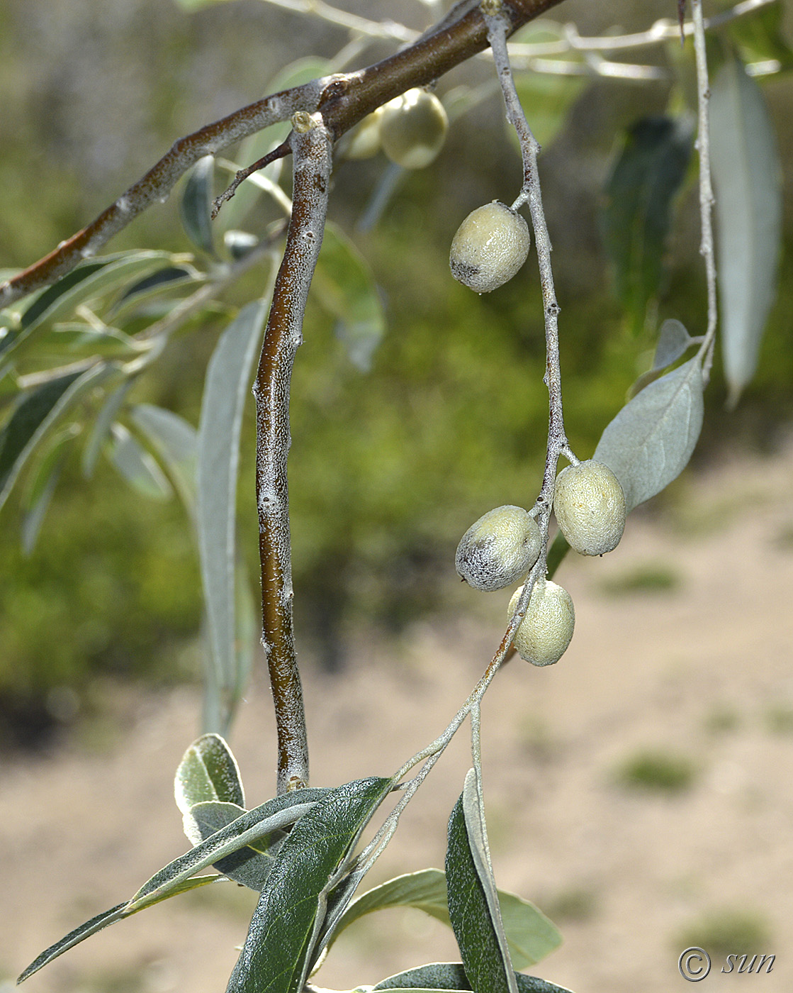 Изображение особи Elaeagnus angustifolia.