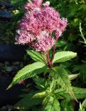 Eupatorium glehnii