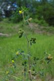 Medicago minima. Приподнятый цветущий и плодоносящий побег. Республика Адыгея, г. Майкоп, южная окраина, обочина грунтовой дороги вдоль р. Белая. 30.05.2020.