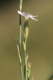 Dianthus pallens. Верхушка побега с цветком. Ростовская обл., Аксайский р-н, окр. хут. Александровка, степной склон. 15.07.2020.