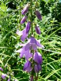 Campanula rapunculoides