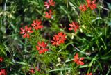 Adonis flammea