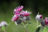 Arctium tomentosum