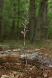 Limodorum abortivum var. rubrum