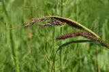 Carex acuta