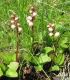 Pyrola minor