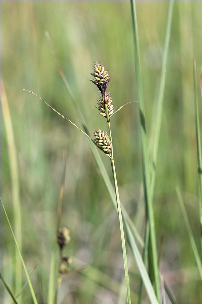 Изображение особи Carex buxbaumii.
