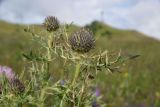 Cirsium pugnax