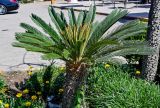 Cycas revoluta. Вегетирующее растение (рядом видны цветущие Gazania). Египет, мухафаза Александрия, г. Александрия, в культуре. 02.05.2023.