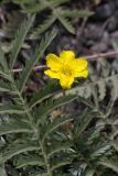 Potentilla anserina