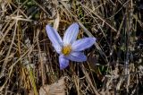 Crocus speciosus