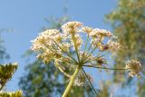 Heracleum dissectum. Соцветие. Республика Саха (Якутия), Горный улус, Мытахский наслег, база \"Уораннах\", поляна у гостевых домиков. 23.07.2023.