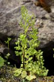 Anogramma leptophylla. Растения на скальном гребне (среди слоевищ Targionia hypophylla). Крым, Южный берег, гора Кастель. 02.04.2024.