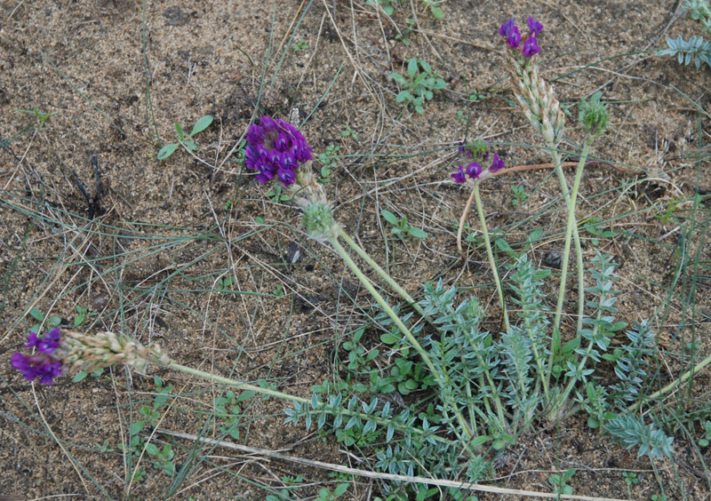 Изображение особи Oxytropis turczaninovii.