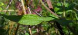 Inula britannica. Лист. Ростовская обл., дельта Дона, окр. хутора Узяк. 28.08.2011.