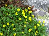 Potentilla elegans. Цветущее растение на каменистом склоне. Хабаровский край, хр. Баджал, верховья руч. Омот, водораздельный гребень между р. Улун (пр. приток р. Омот-Макит) и р. Омот. 01.07.2008.