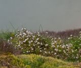 Cardamine regeliana