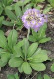 Primula denticulata