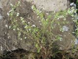 Galium palustre