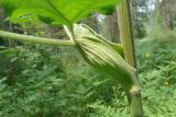 Heracleum dissectum