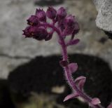 Saxifraga sempervivum